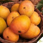 Ratnagiri Alphonso Mangoes ( Order by KG)