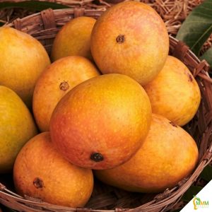 Ratnagiri Alphonso Mangoes ( Order by KG)